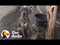Watch This Woman Convince Guy To Give Her His Chained-Up Dog And Puppies | The Dodo Faith = Restored