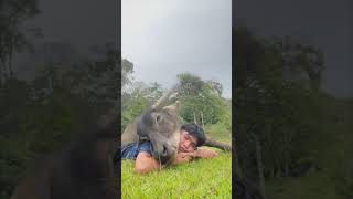 Water Buffalo Cuddles Owner on Grassy Field