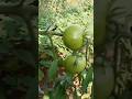 Tomato #youtubeshorts #youtube #tomatoo #explore #popular #trending