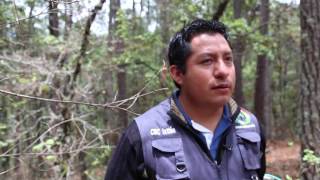 El bosque de Oaxaca: gran creador de empleos sostenibles