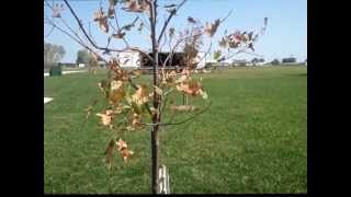 Oak Tree Diseases Review & Control