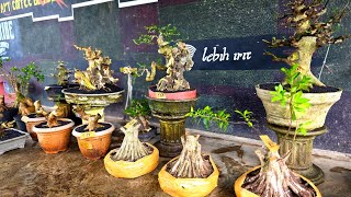 Review Harga Berbagai Bahan Bonsai Murah Admin 2 082128547202   