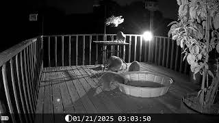 Archive Files of Deck Trail Camera Compilation 20260706 J Archive Files of Deck Trail Camera Compilation 20260706 J