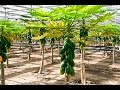 PAPAYA EN INVERNADERO-SEGUNDA PARTE