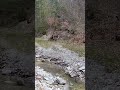 Mountain water stream ravine- forest nature hiking adventure in Rhodope Mountains in Bulgaria 🇧🇬