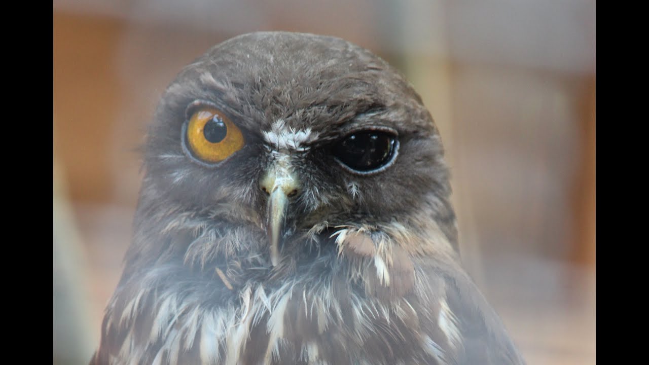 アオバズクの鳴き声 Songs of Ninox scutulata 