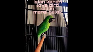 Cucak ijo rasa kenari,love bird, dan cililin./ isian burung cucak ijo joss. #kicauburung #kicaumania
