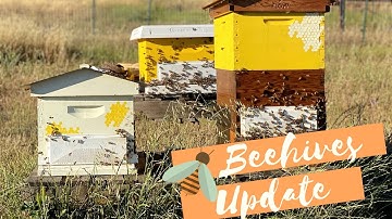 Update On Our 3 New Beehives | The Urban Lady Bug