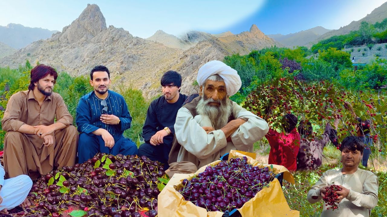 Guldara - Cherries | Kabul Afghanistan | ګلدره الوبالو او ګیلاس ـ  کابل