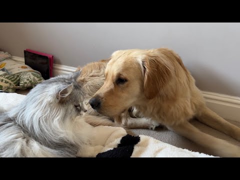 Cat Bullies Golden Retriever Puppy And Little Girl Isn't Happy! (So Cute!!)