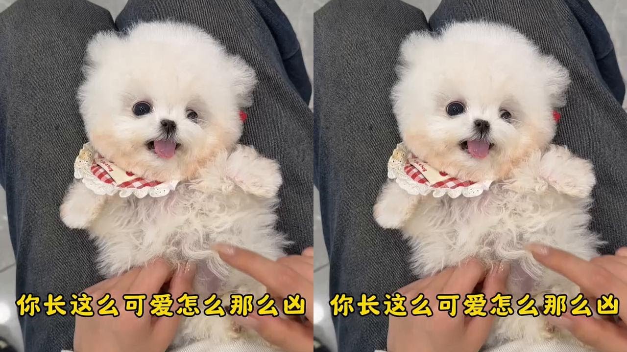 可爱的宝宝，都这么凶吗，碰都不让碰一下！#比熊#飞耳比熊#韩系小体比熊#萌宠日常记录#萌宠推荐官