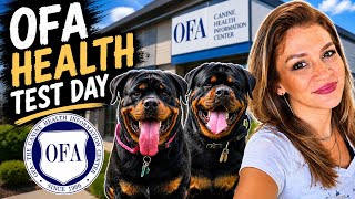 Taking Our Rottweilers for OFA Health Testing Before Breeding 🐾 Full Vlog