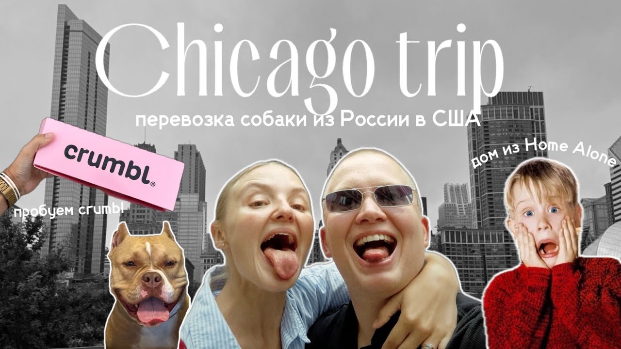 Поездка в Чикаго | наша собака прилетела из России