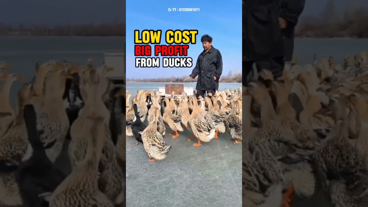 Китайский фермер, выращивающий уток, быстро зарабатывает миллионы