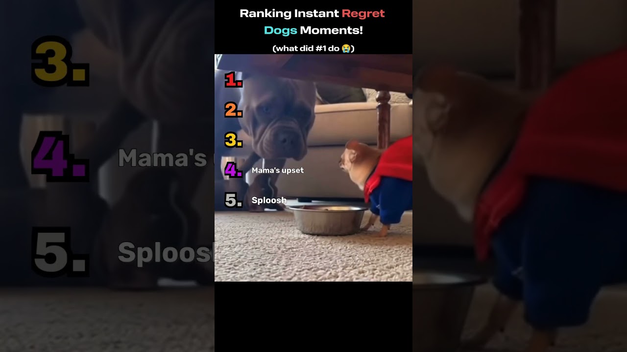 Ranking Instant Regret Dog Moments! 