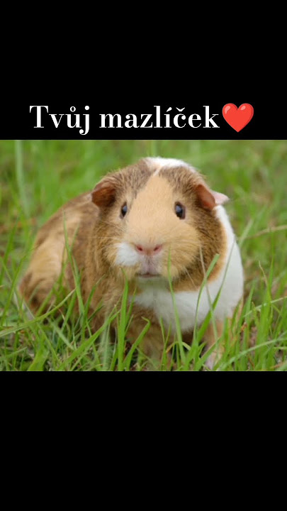 Klárka❤️ Jaké jméno příště? #aesthetic #name #shorts