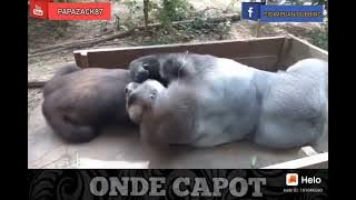 sidimpuan onde capot
