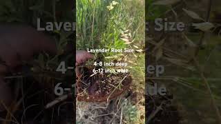 Lavender root size #farming101 #lavender #lavender care