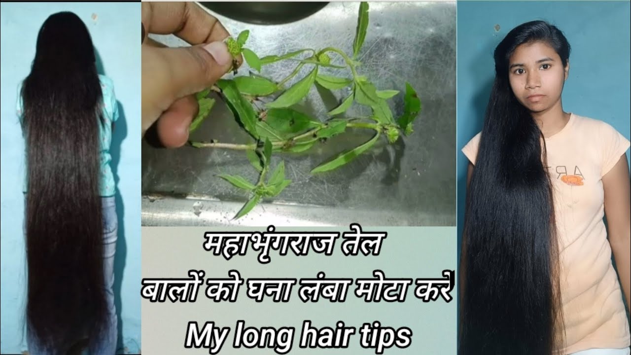 bhringraj oil kaise banaye hair growth महाभृंगराज तेल बालों को घना लंबा