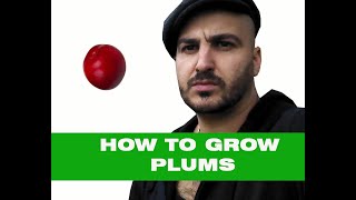 How to grow Plums – from Planting to Fruiting Trees