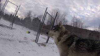 Tala Tries to Howl by Sarah and the Wolves 30,895 views 6 years ago 1 minute, 51 seconds