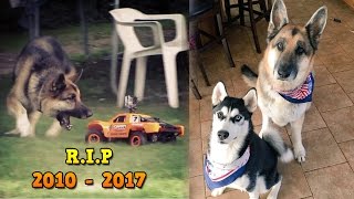 Tribute to Zeus Atwood - Roman Atwood Dog - RIP 2010 - 2017