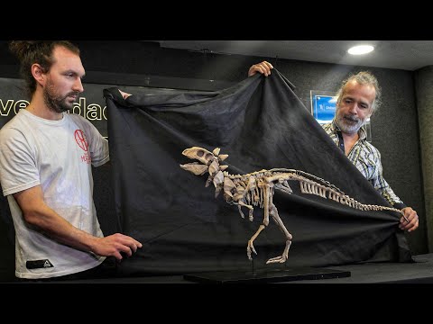 Presentan a Jakapil, el primer dinosaurio de su tipo encontrado en el Hemisferio Sur