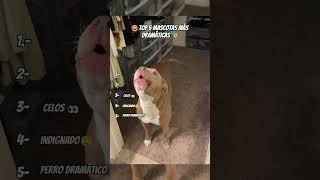 Top 5 mascotas más dramáticas de internet 🐶🐱🎭