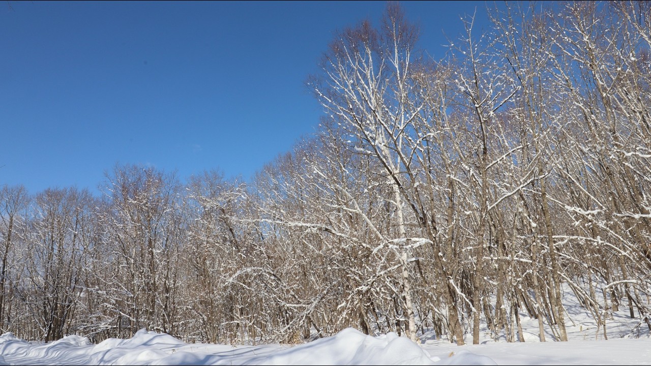 Bach:Bist du bei mir.Elisabeth Schumann,orchestra cond. by L.Rosenek