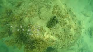 Pulau Besar ● 26 JUN 2017