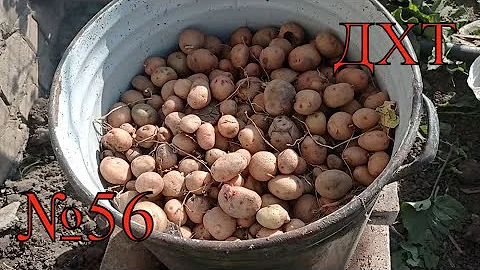 ///Как варить картошку свиньям (сколько можно давать)///