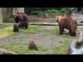 じゃれる3つ子の赤ちゃんクマ