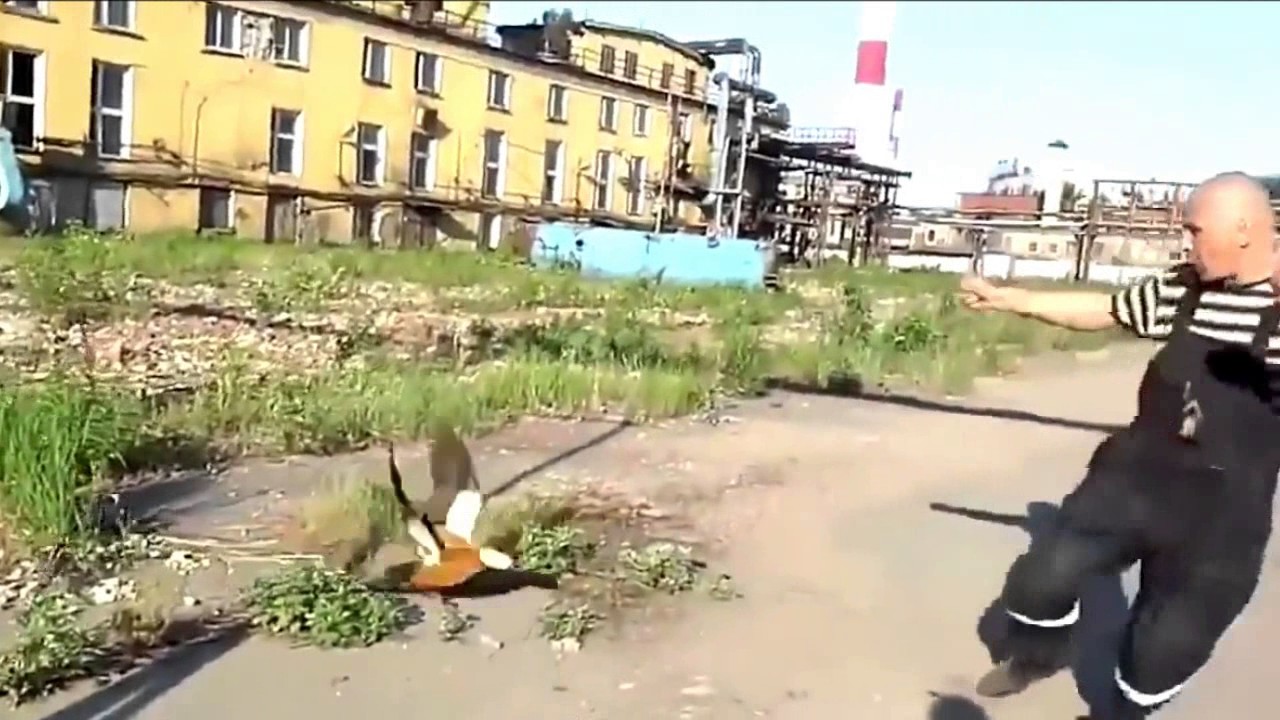 Angry Duck Attacks a Man
