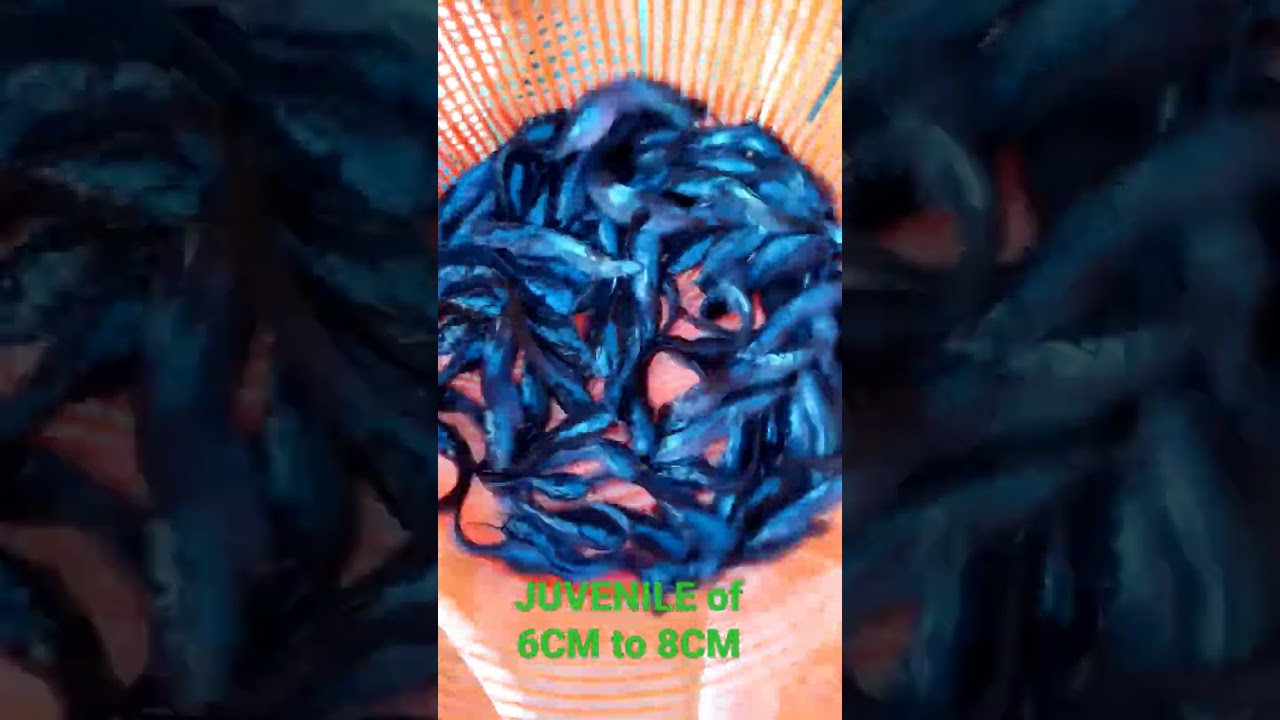 What are Juvenile? Sizes of Juvenile Catfish | Healthy CatFish