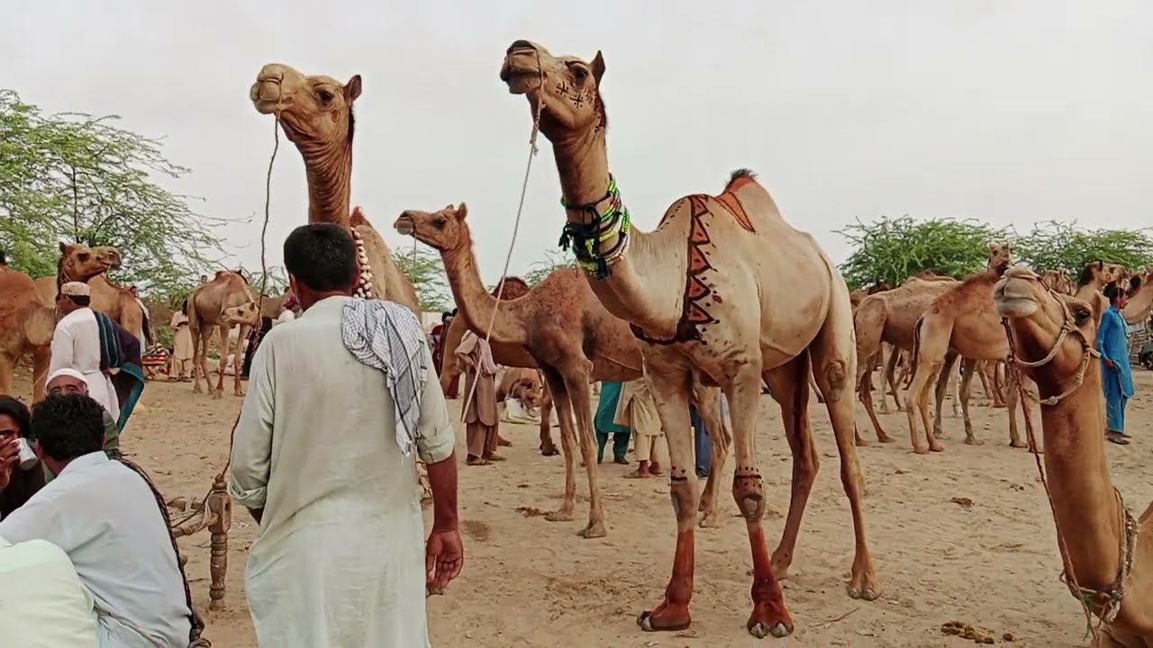 Big Camel Mandy in Pakistan |Eiduladha Camel Market in Pakistan