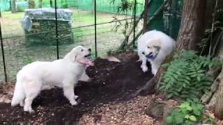 のんびり遊ぶルンルンとアラン greatpyrenees ぐ