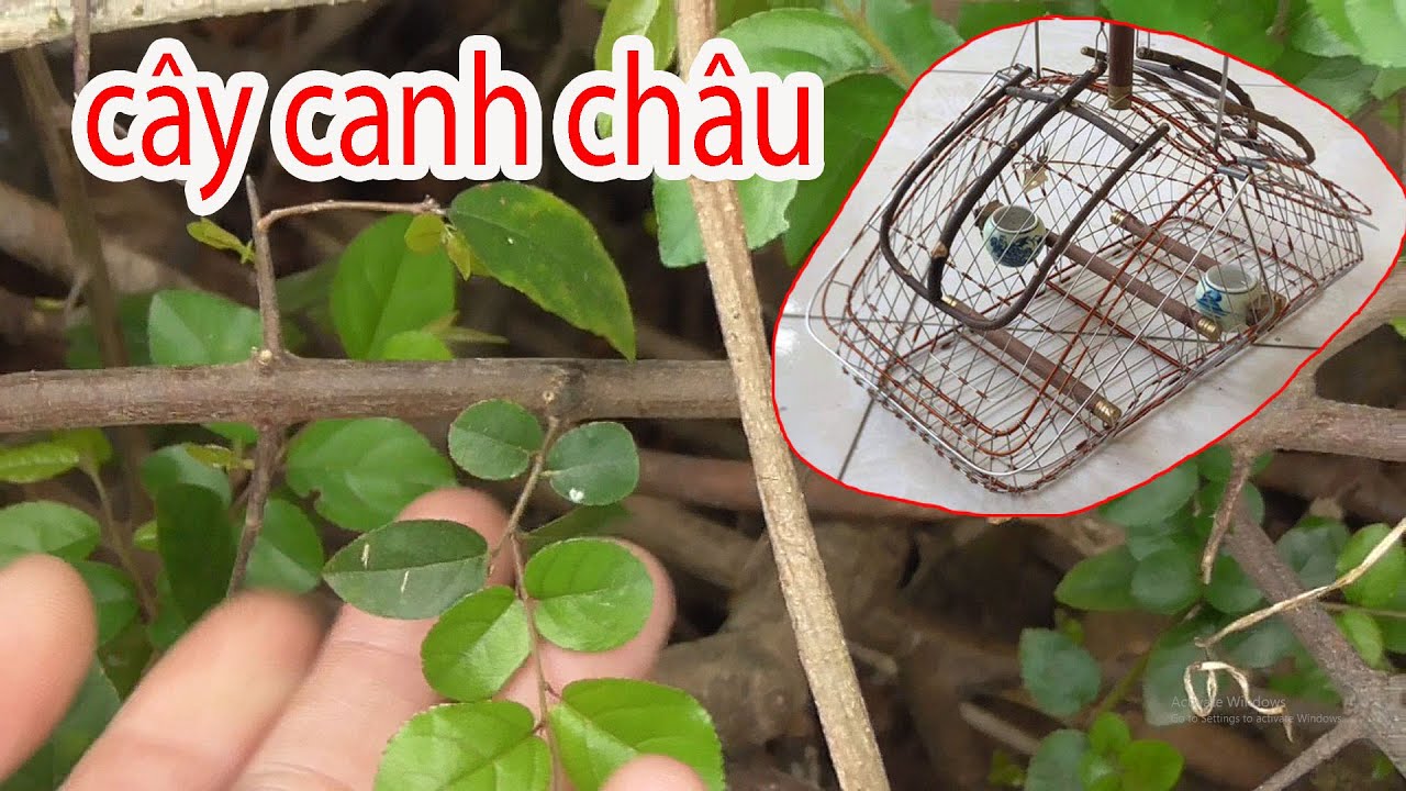 hình dáng của cây canh châu làm cầu tử siêu bền đẹp siêu bền