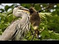 An amazing study of how a heron can eat enormous prey that are other birds