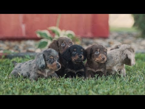 petland dachshund