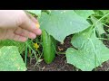 1st Grade Garden Bed - May 19, 2024