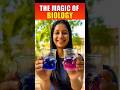 Magic or Science? Aparajita Turns Blue to Pink! 😱