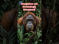 Orangutans: Why These Guardians of the Canopy Are Disappearing #shorts