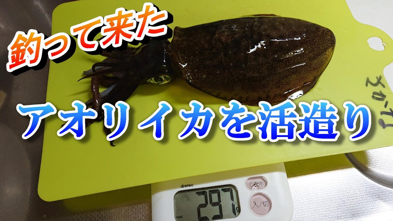 釣って来たアオリイカを活造りにしてみた!お寿司屋さんの捌き方 - YouTube