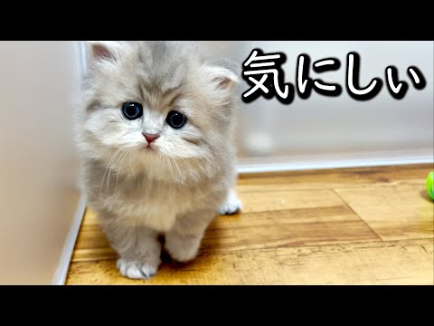 【ペルシャの子猫】周りを気にしだした気にしぃ子猫な件 ∼猫のいる生活Vol.652∼ 出産動画 マンチカン短足・ミヌエット・ペルシャ猫専門ブリーダー『ペット蔵人』【子猫の成長記録】