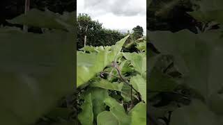 Terong ungu Varietas Ratih Ungu Cap Kapal Terbang...