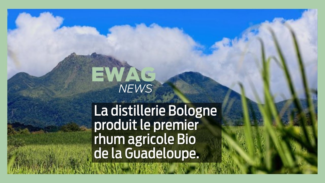 Le 1er rhum agricole Bio en Guadeloupe !