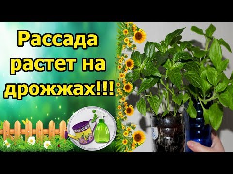 КОПЕЕЧНОЕ СРЕДСТВО ДЛЯ БУРНОГО РОСТА КОРНЕЙ И РАССАДЫ! ИЛИ КАК ВЫРАСТИТЬ КРЕПКУЮ РАССАДУ?