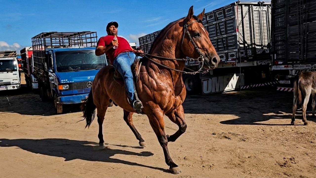 FEIRA DE CAVALOS DE CACHOEIRINHA PE, QUINTA FEIRA, (05/03/26) #nordeste