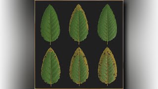 Leaf PBR Material Generator - Prototype Preview - Substance Designer