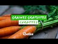 Faire ses graines de carottes